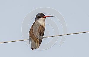 Violet-crowned Hummingbird  perched on wire