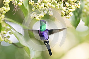 Violet-crowned Woodnymph Thalurania colombica colombica