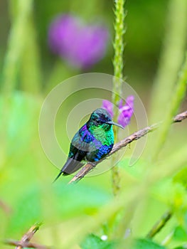 violet-crowned woodnymph (Thalurania colombica colombica) in Costa Rica