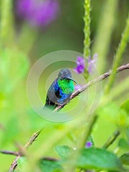 violet-crowned woodnymph (Thalurania colombica colombica) in Costa Rica