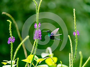 violet-crowned woodnymph (Thalurania colombica colombica) in Costa Rica