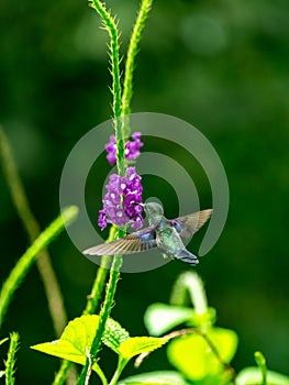 violet-crowned woodnymph (Thalurania colombica colombica) in Costa Rica