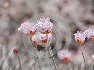 Violet crystal flowers