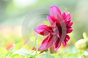 Violet dahlia flower on garden background
