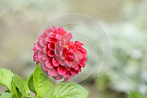 Violet dahlia flower on garden background