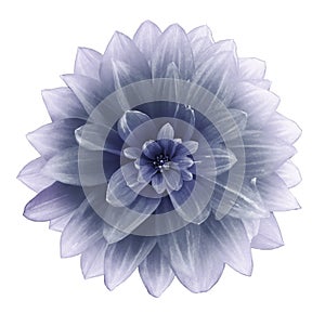 Violet Dahlia flower on a white  background.  Isolated  with clipping path. Closeup. with no shadows.