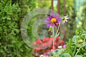 Violet Dahlia in a Garden