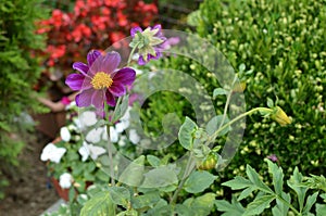 Violet Dahlia in a Garden
