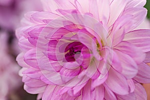 Violet dahlia macro