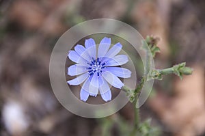 Violet daisies at the garden. Wild plants and flowers. Natural backgrounds