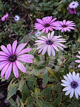 violet daisies- margaritas violetas- spring- primavera- garden photo