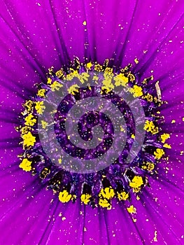 Violet daisy flower center