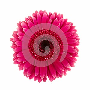 Violet daisy flower isolated