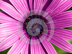 Violet daisy macro