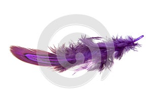 Violet decorative colorful pheasant bird feather isolated on the white background