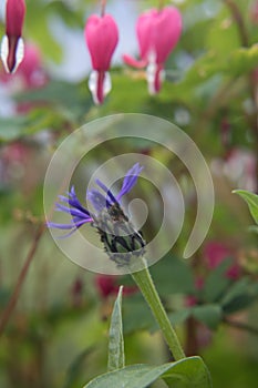 A violet devil`s claw