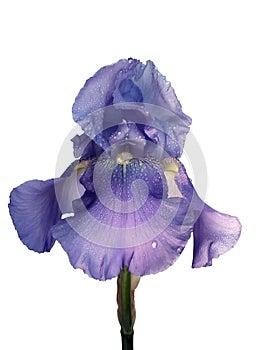 Violet dewy iris