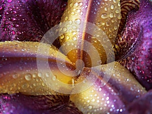 Violet dewy iris