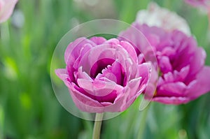 Violet double colorful beautiful tulip. Purple tulip like peony