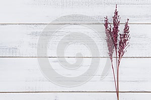 Violet dried flower on white wood background