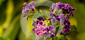 Violet dried flowers with full blur background view