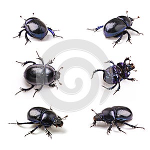 Violet dung Beetle set collection on white background