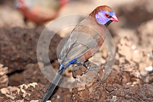 Violet-Eared Waxbill Bird
