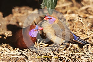 Violet-Eared Waxbill Finches photo