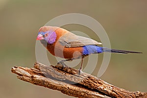 A colorful male violet-eared waxbill perched on a branch, South Africa photo