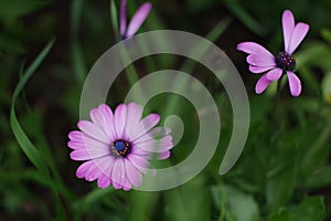 violet flover isolated in a green background