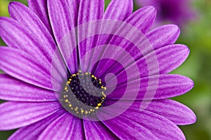 Violet flower