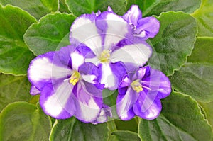 Violet flower