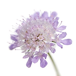 Violet flower