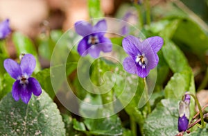 Violet flower photo