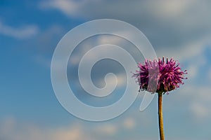 Violet flower against the background of the blue sky