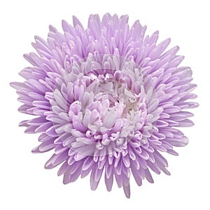 Violet flower aster isolated on white background