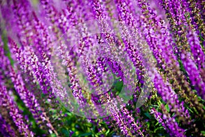 Violet flower background from salvia nemorosa