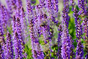 Violet flower background salvia nemorosa and a bumblebee