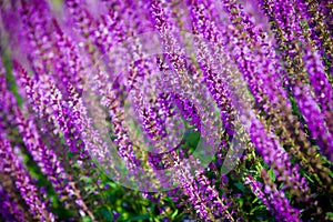 Violet flower background from salvia nemorosa photo