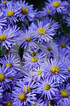 Violet flower and bee