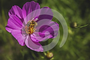 Violet flower and Bee