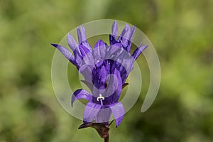 Fialový kvetinový zvonček v zelenej tráve