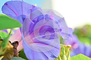 Violet flower bindweed close up on a background of green leaves.