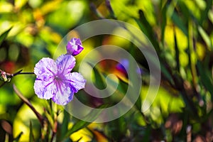 Violet flower blur green leaf background with copy space