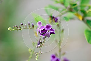 Violet flower on blurred nature background