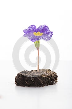 Violet flower photo