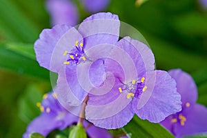 Violet flower bright and fresh shot close-up photo