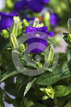 Violet flower of Campanula medium, Canterbury bells among green foliage