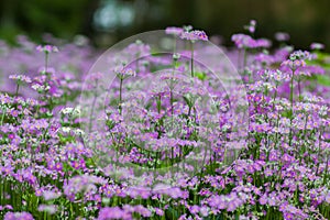 Violet flower , Chaing Mai