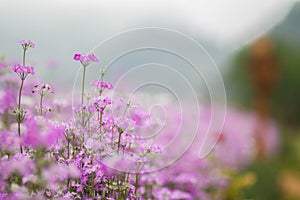 Violet flower , Chaing Mai